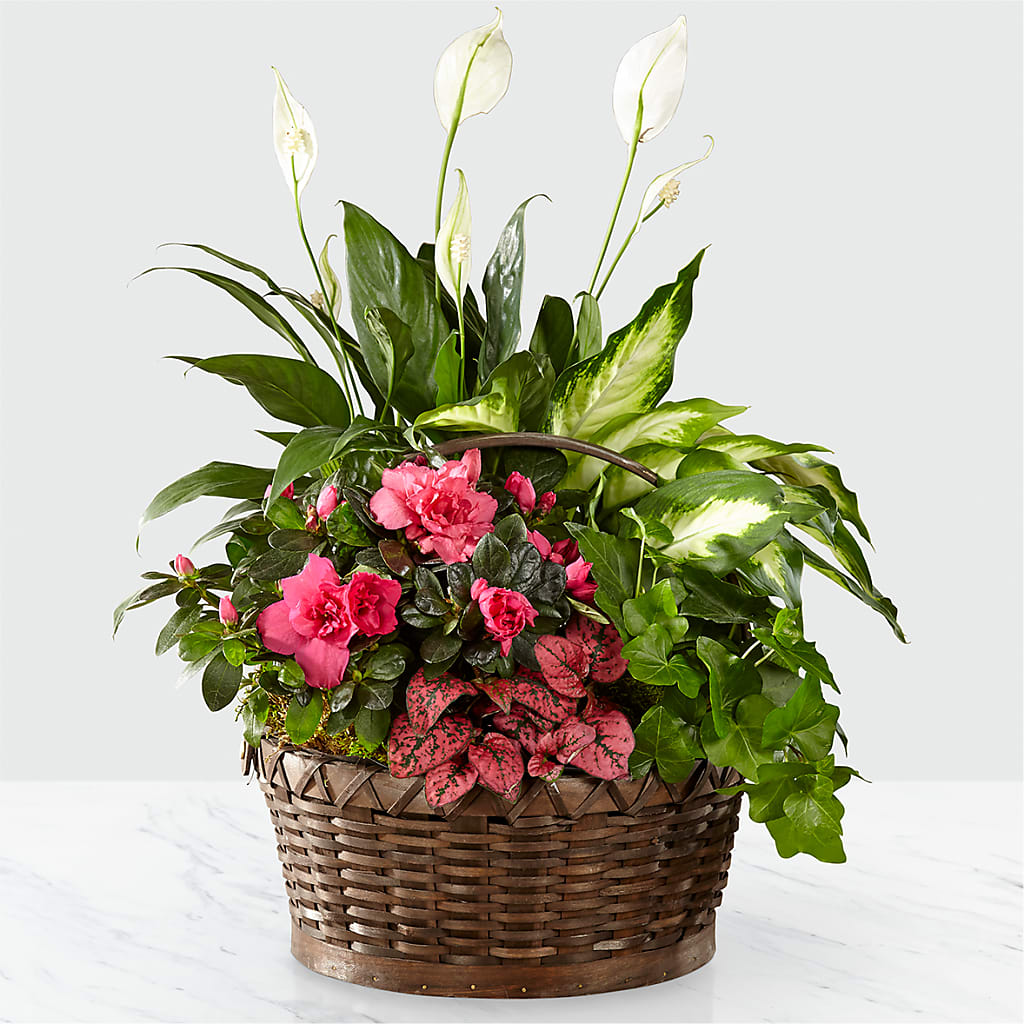 Dream in Pink Dishgarden