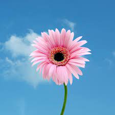 Image upload addon