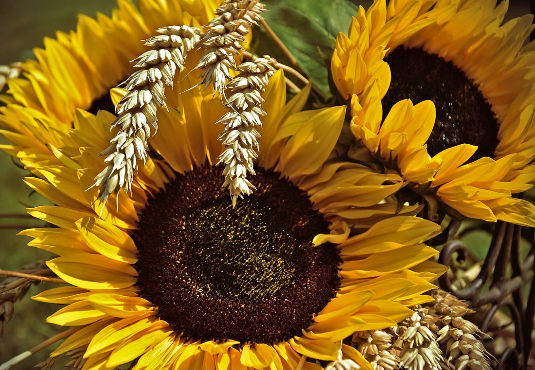 Blossoming Pride: Discover the Hidden Stories of America's State Flowers