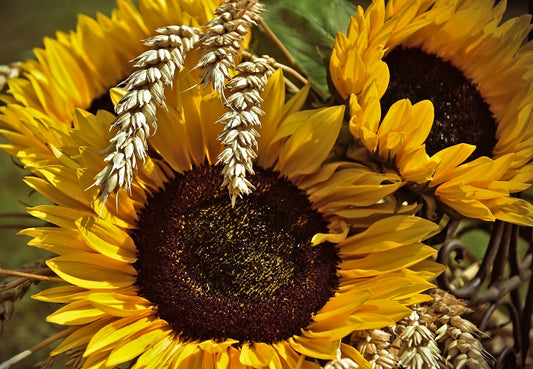 Blossoming Pride: Discover the Hidden Stories of America's State Flowers