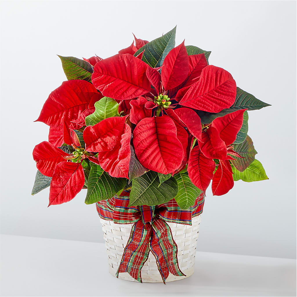 Poinsettia des fêtes les plus heureuses