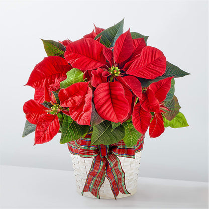 Poinsettia des fêtes les plus heureuses