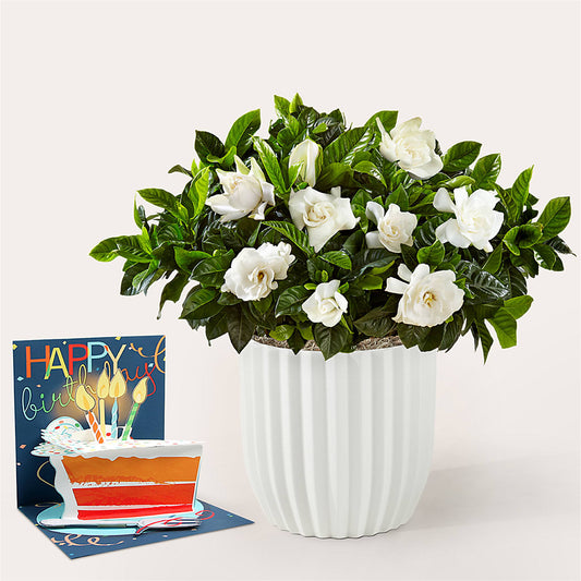 Hip Hip Hooray Birthday Bundle